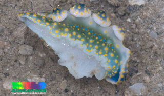 Illustration for article titled Striking Photographs Of Sea Slugs Expose The Alien World Under the Sea